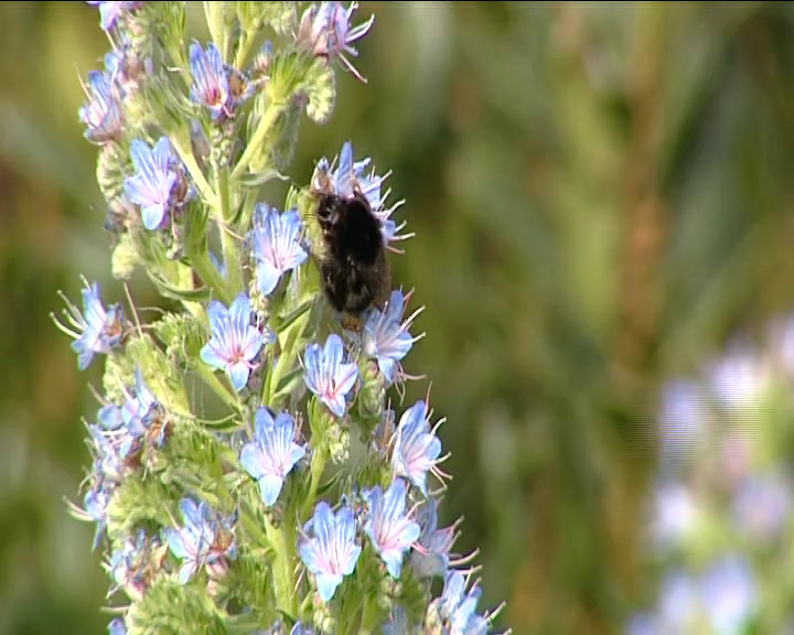 Sin abejas, no habría frutas, verduras, semillas ni nueces. 
