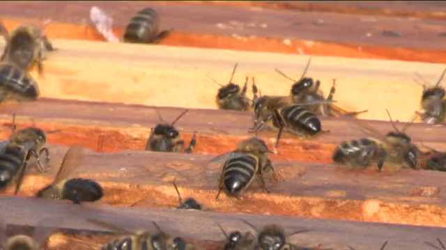 Las abejas tienen personal de limpieza, cocina, seguridad o ventilación, entre otros.