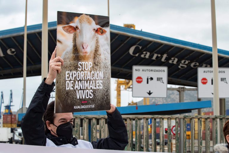 Ordenan el aislamiento y sacrificio de los cerca de 900 terneros que transporta un barco atracado en Cartagena