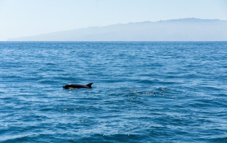 El océano entre Tenerife y La Gomera es patrimonio de las ballenas