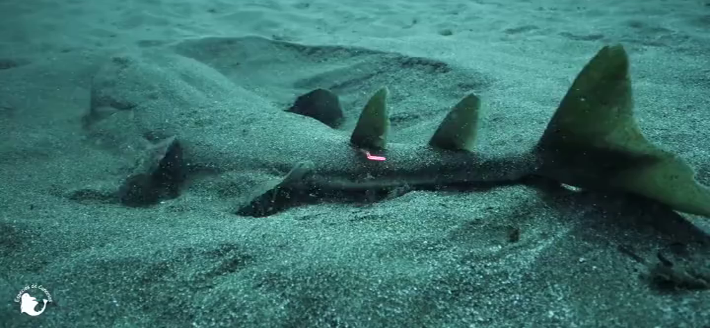 Vehículos autónomos marinos estudian el hábitat de los angelotes para contribuir en su conservación