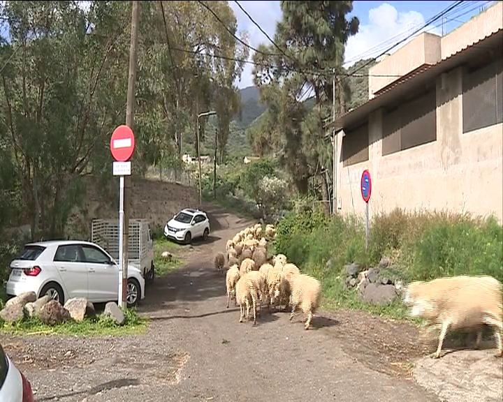 El Barranco de Los Cernícalos en Telde experimenta cada fin de semana problemas de circulación en sus vías