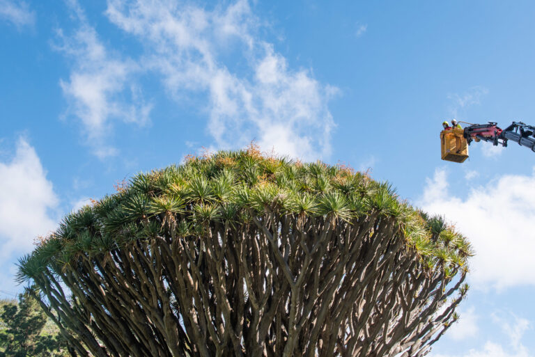 El drago de Gran Canaria, una especie en riesgo con menos de 100 ejemplares
