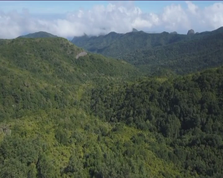 El Garajonay cumple 40 años como Parque Nacional