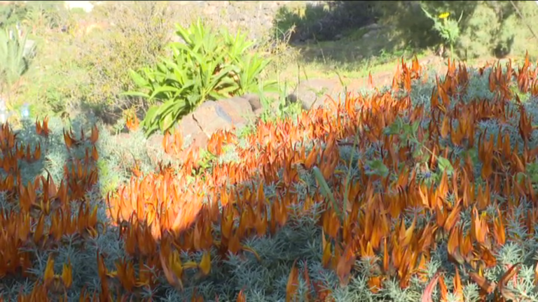 Recuperan en La Gomera la nueva especie descubierta Lotus gomerythus