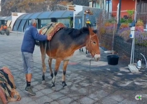 Polémica en La Palma por el uso de mulas para transportar material de obra