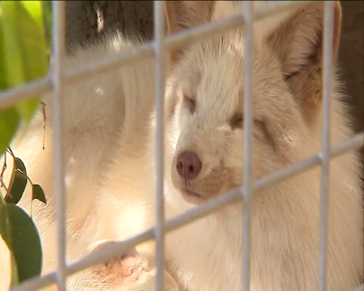 La Fundación Neotrópico amplía la familia y lo hace con dos nuevos ejemplares de zorro rojo