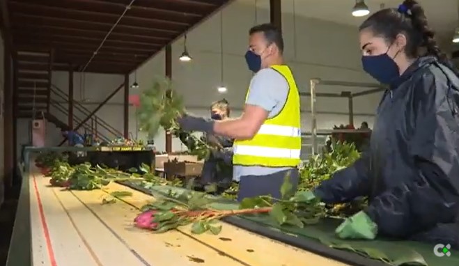 Un mal año para la recolecta de proteas en la isla de La Palma