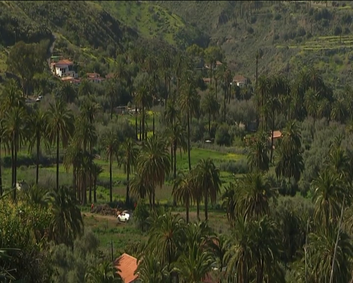 Una década de sequía y varias plagas azotan al palmeral más importante de Gran Canaria