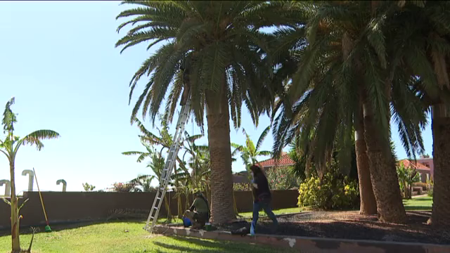 El peligro del picudín para el palmeral de Valle Gran Rey