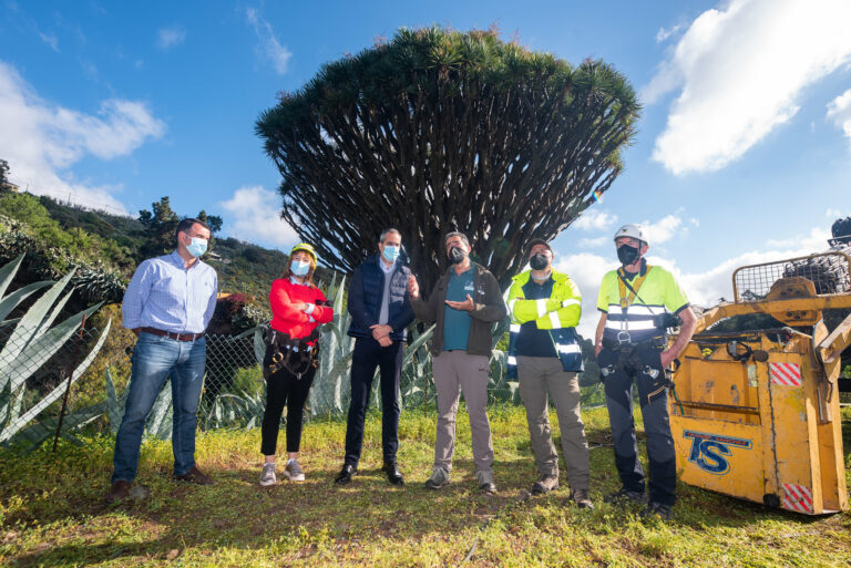El Cabildo logra controlar la plaga del Drago de Pino Santo, el mayor de Gran Canaria