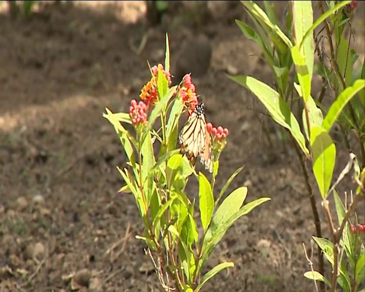 Canarias cuenta con más de cincuenta especies invasoras