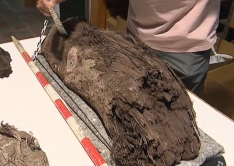 Descubierto el fragmento de árbol más antiguo de Canarias