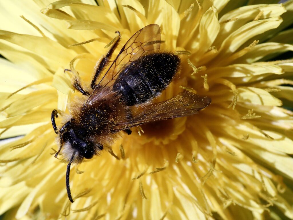 Las abejas obreras tienen diferente personal dentro de la colmena, en la que conviven en un sistema con división del trabajo. EFE/ Jesús Diges