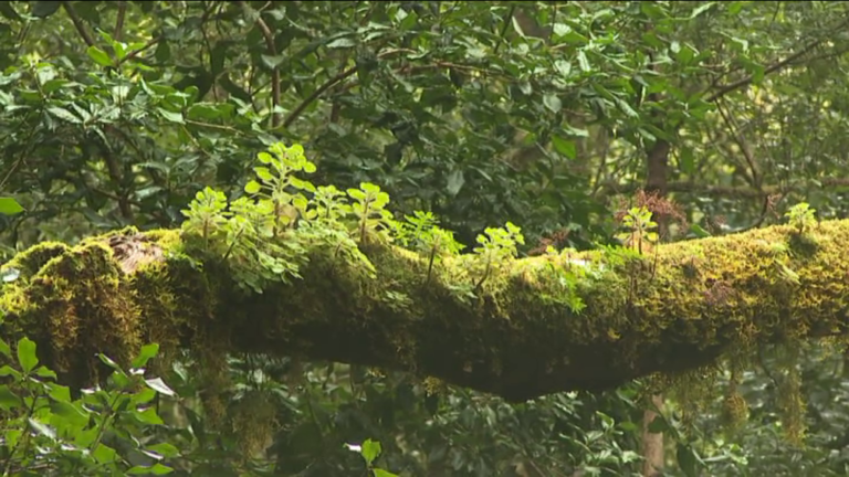 Canarias cuenta con más de 137.000 hectáreas de masa forestal