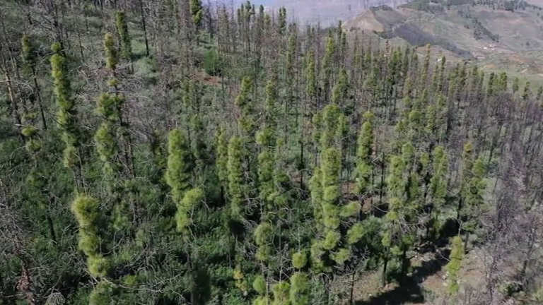 Bosques de la cumbre grancanaria con certificación de gestión responsable