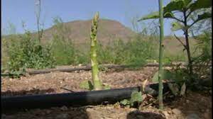 Gobierno fomentará la economía circular en regiones áridas de Fuerteventura