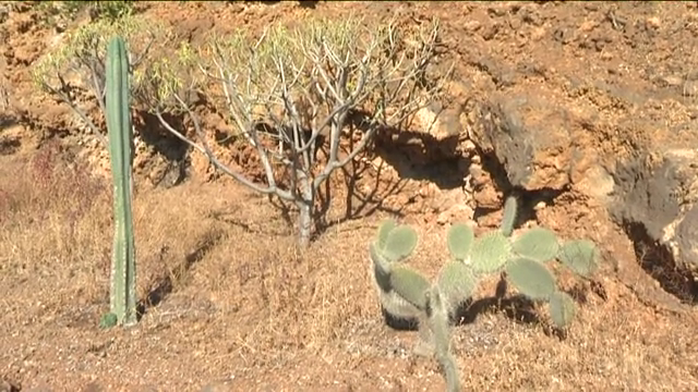 Proyecto herreño para erradicar las especies exóticas invasoras