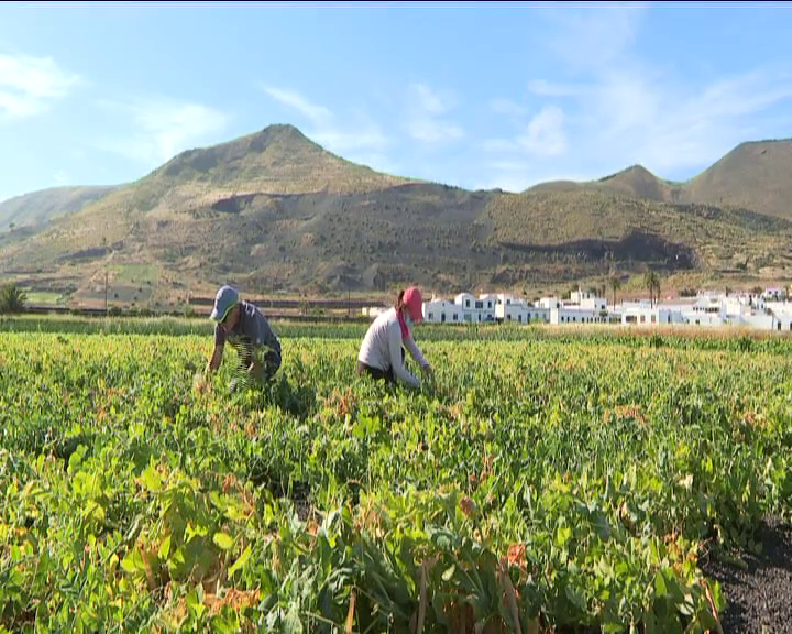 Agricultores de Lanzarote reclaman un banco de semillas para las variedades autóctonas