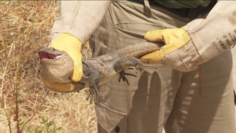Denuncian la desaparición de una colonia de lagartos gigantes por unas obras