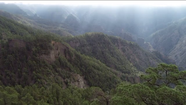 Un total de 800 pinos secos en La Caldera de Taburiente a causa de la sequía
