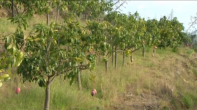 Productores palmeros buscan alternativas para abaratar costes en envíos al mercado peninsular