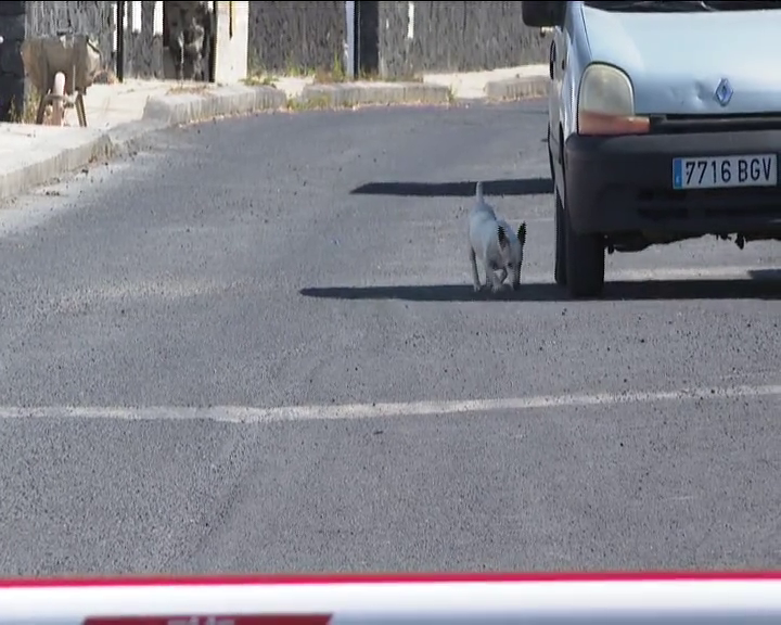 Localizados varios animales envenenados en Lanzarote