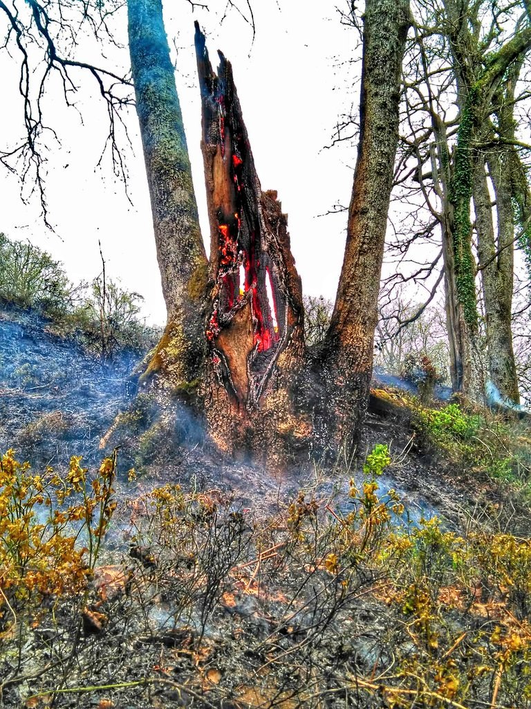 Once incendios forestales continúan activos en diez concejos de Asturias