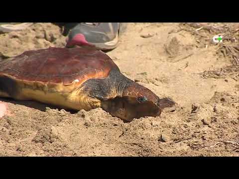 La vuelta a casa de una tortuga salvada de una muerte segura tendrá que esperar