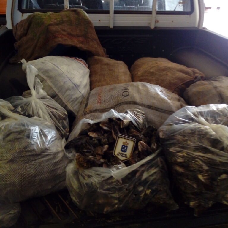 Incautan más de 480 kilos de marisco y pescado ilegal