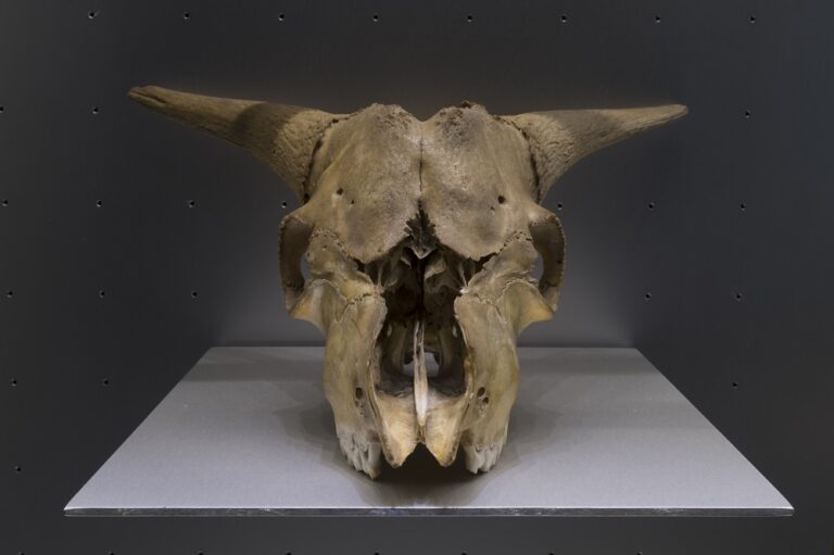 El MUNA habilita visitas guiadas virtuales