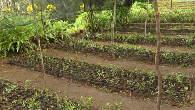 El trabajo de los viveros gomeros para mantener más de 30 especies catalogadas como amenazadas