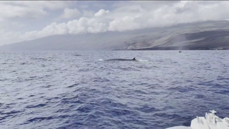 El Hierro es uno de los destinos favoritos para el avistamiento de cetáceos