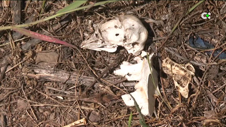 Más de 80 aves han muerto electrocutadas en Canarias en los últimos años