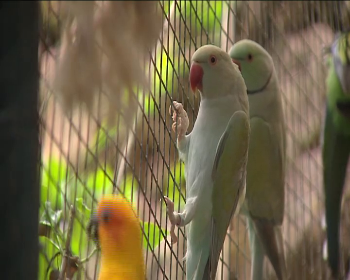 La cotorra de kramer y la argentina están afectando a aves autóctonas de Canarias