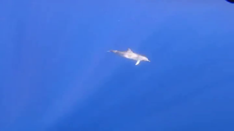 El ‘baile’ de los delfines de Mogán