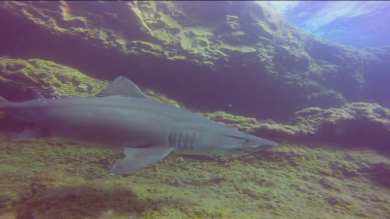 Transición Ecológica aprueba un código de conducta para proteger al tiburón solrayo