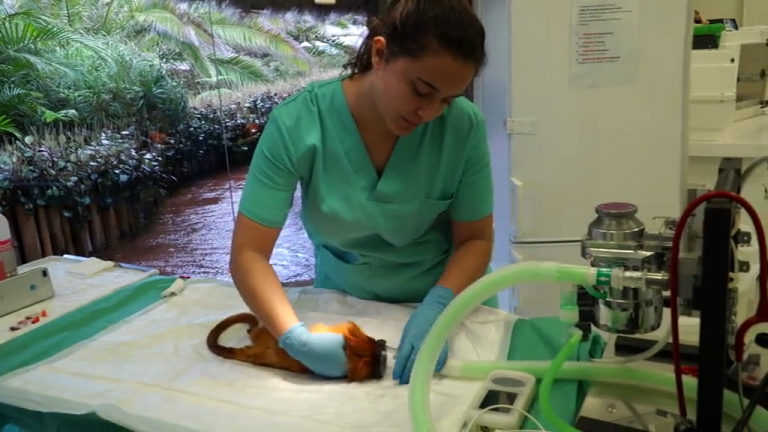 Hoy se celebra el Día Mundial del Veterinario