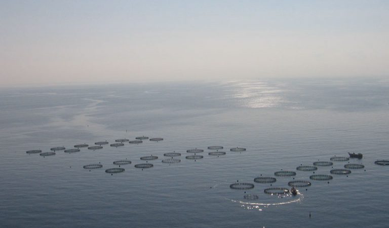 Dos de cada tres lubinas cultivadas en la costa de Tenerife han comido plástico