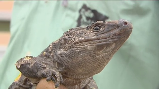 Localizan restos del lagarto gigante de Tenerife en cuatro tubos volcánicos de El Hierro