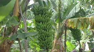 Los plataneros se mantienen a la expectativa tras entrevistarse con Planas