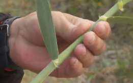 Mogán limpia de cañas sus entornos para prevenir incendios