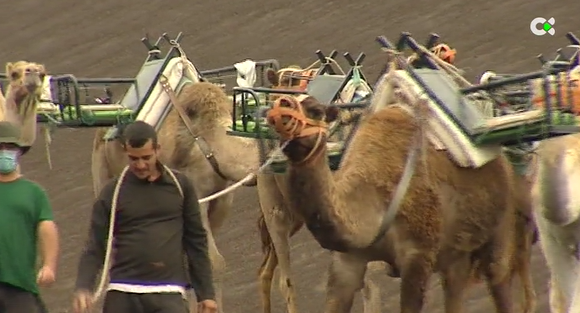Descubren una proteína antienvejecimiento en los camellos canarios