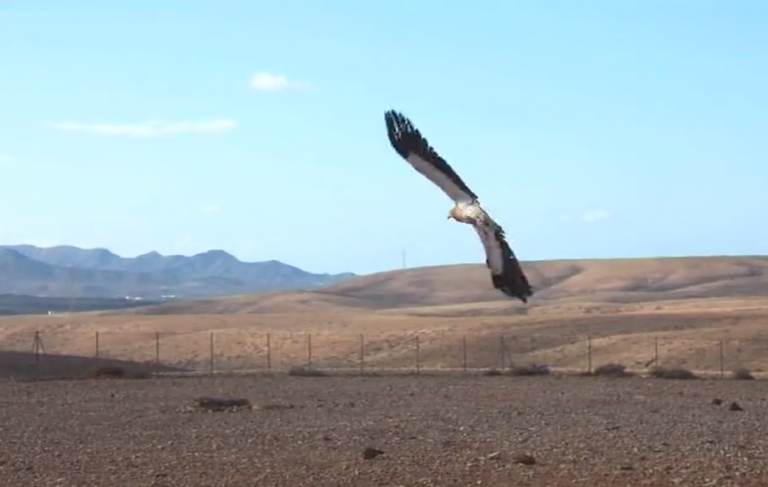 La lucha contra la extinción de especies protegidas como el Guirre en Fuerteventura y Lanzarote