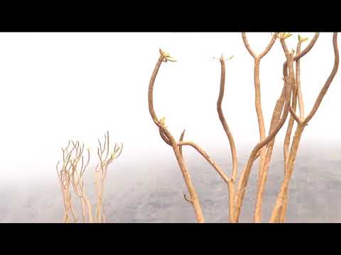 Actuaciones en el litoral majorero para evitar la erosión