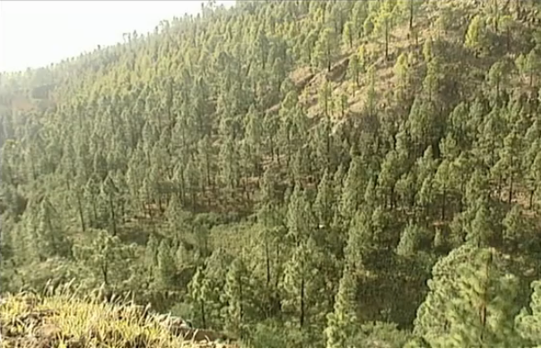 Incendio de Arico: los municipios limítrofes están muy atentos a su evolución