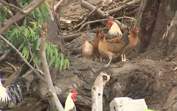 Plaga de gallos en La Paterna