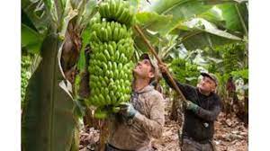 Antona enmendará en el Senado la moción de CC sobre el plátano de Canarias