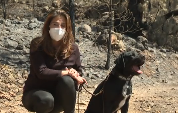 La UCOMA de Madrid investiga el origen del incendio de Arico