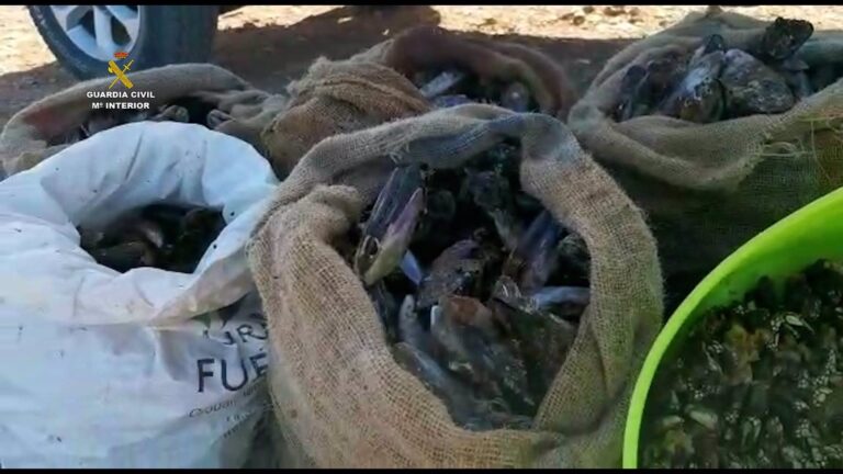 Denunciadas tres personas en Fuerteventura por capturar 250 kilos de mejillones en época de veda